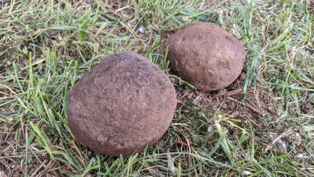 2 boulets de canon en pierre presque ronde posés sur de l'herbe