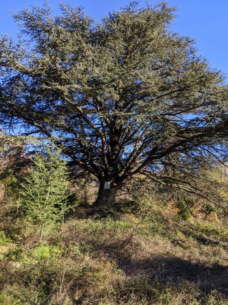 Le grand et majestueux cèdre d'Alzou avec son large tronc et de multiples branches. Derrière un ciel bleu. Au sol la broussaille.