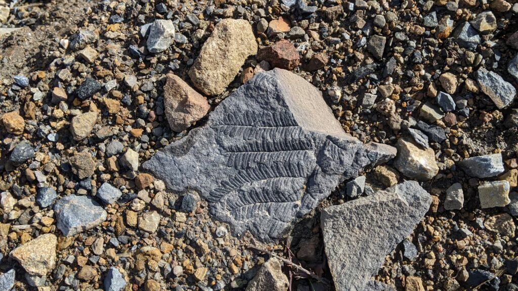 Fossille de fougère sur une pierre grise posé à terre. Fossille d'environ 300 millions d'années