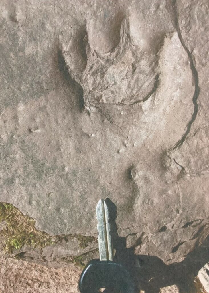 Contre-empreinte d'un amphibien d'environ 250 millions d'années de retrouvé dans les bois au dessus du hameau de frangouille