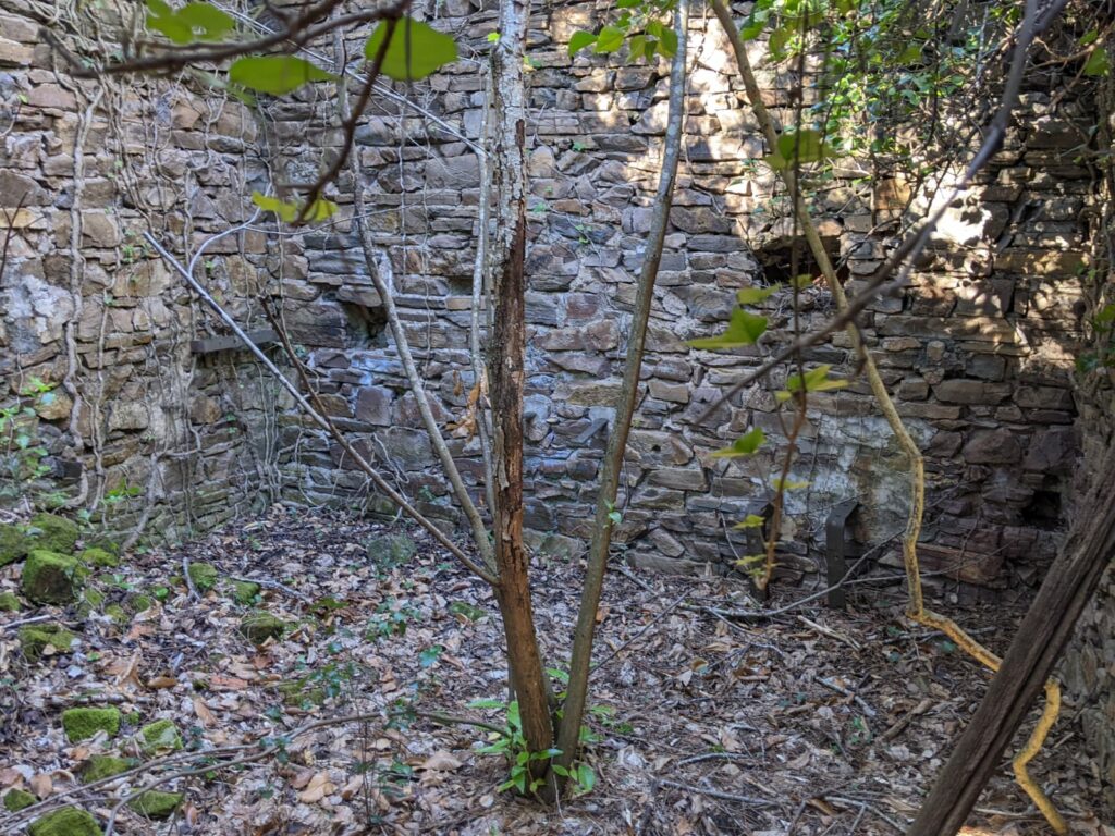 Vue de la ruine d'un bâtiment se trouvant à proximité de l'entrée de la galerie de la mine Verrière. Il n'y a plus de toit, sont visible, deux murs. Des arbres ont poussé à l'intérieur du bâtiment. Il manque quelques pierres dans les anciens murs.