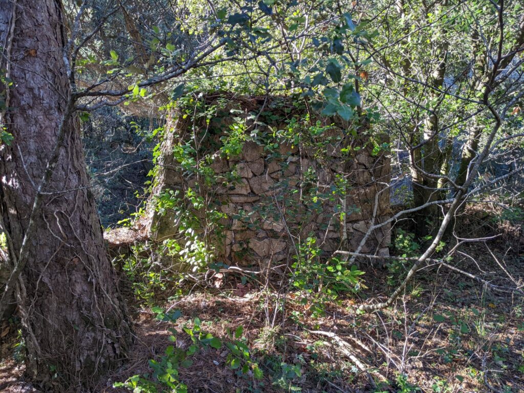 Les restes du mur en pierre. Restes du départ du pont qui enjambait le ruisseau. Le mur est recouverts de lierre. A proximité le tronc d'un gros résineux et de nouvelles pousses d'arbres.